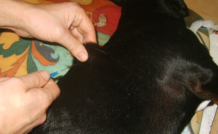 Injection sous-cutanée pour un chien