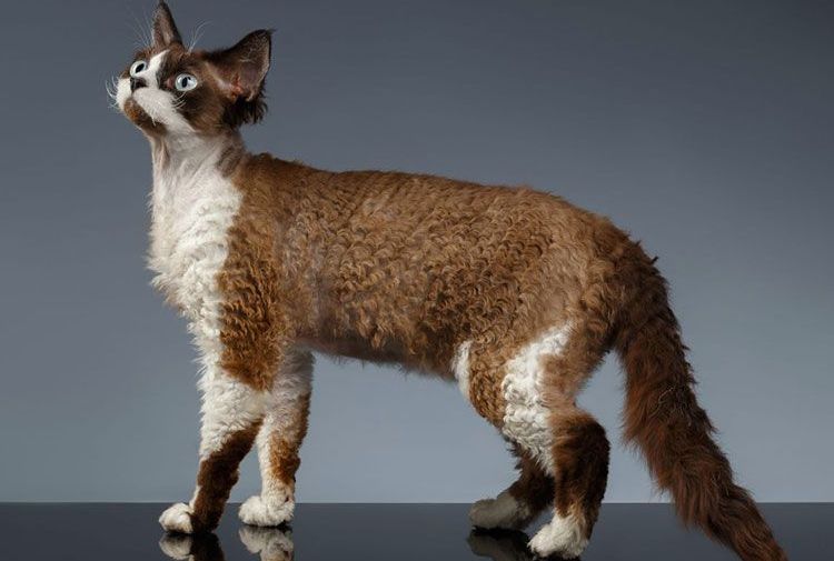 Devon Rex