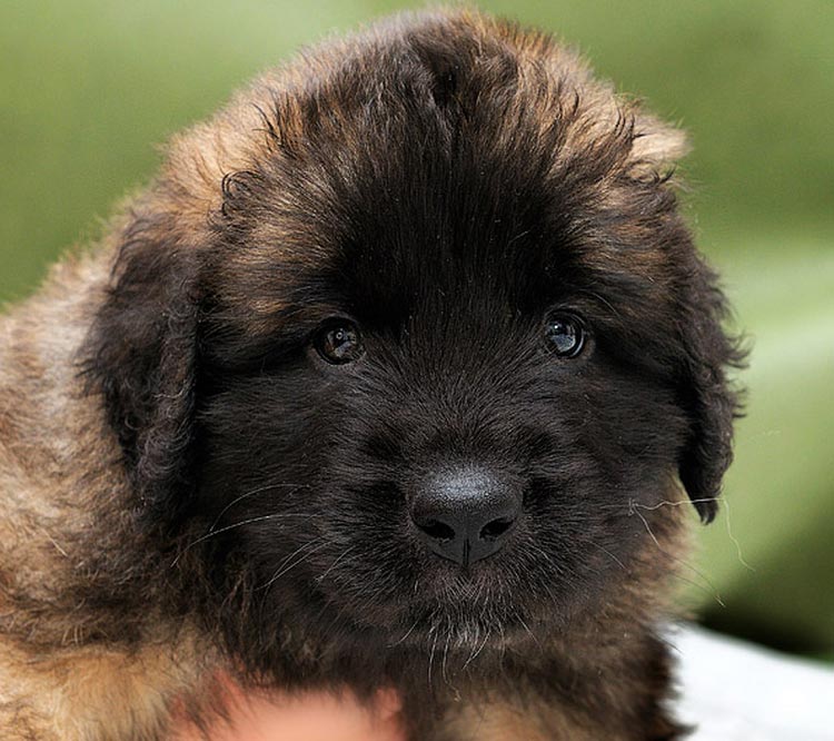 chiot Leonberger