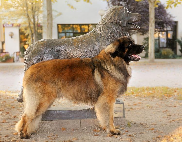 chien Leonberger