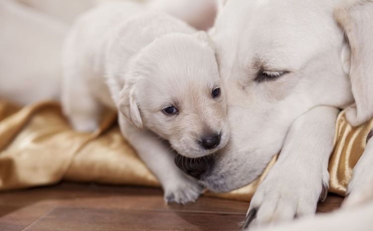 Une chienne avec un chiot