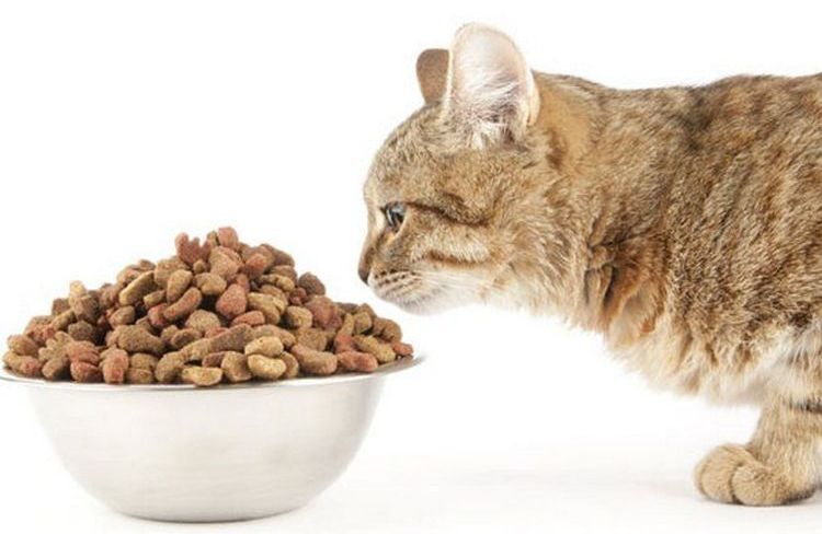 Le chat mange des croquettes