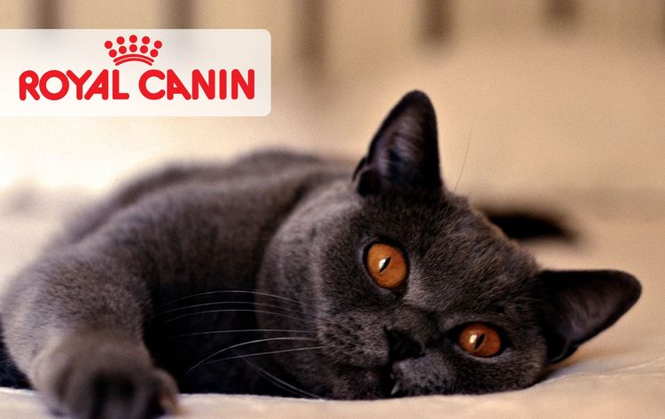 Nourriture pour chats et Royal Canin