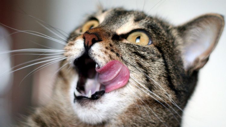 Le chat se lèche les babines