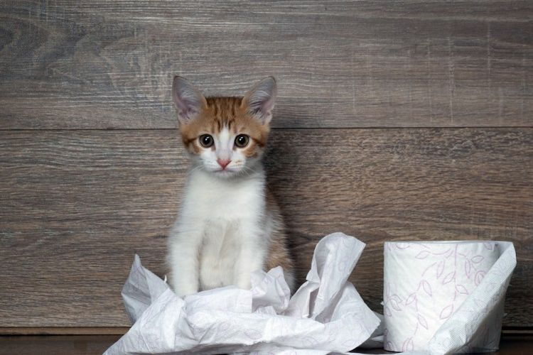 Un chat et un rouleau de papier toilette