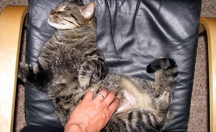 Massage pour chat