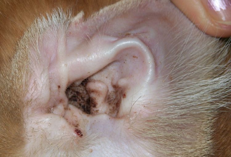 Acariens de l'oreille chez un chat