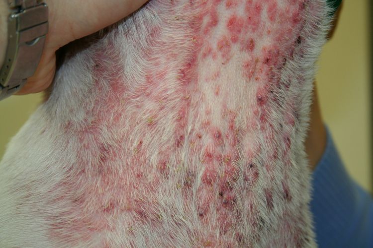 La gale démodécique chez un chat