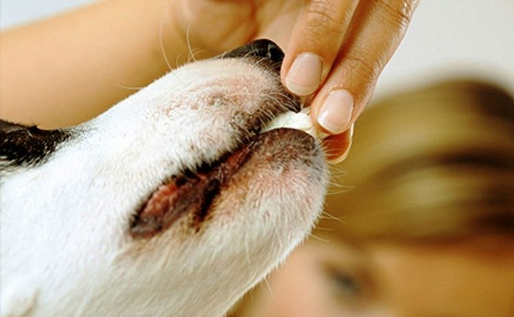 Le chien mange une pilule