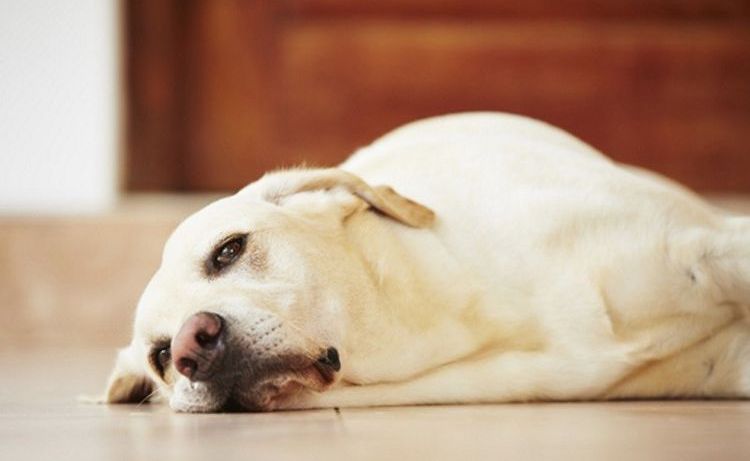 L'apathie chez un chien