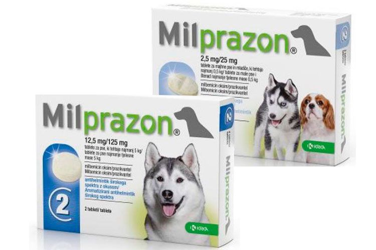 Milprazon pour chiens