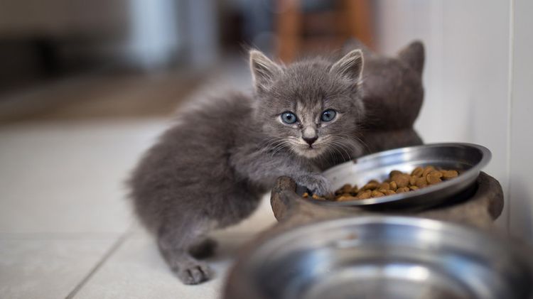 Le chaton mange de la nourriture
