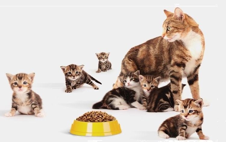 Une chatte avec ses chatons