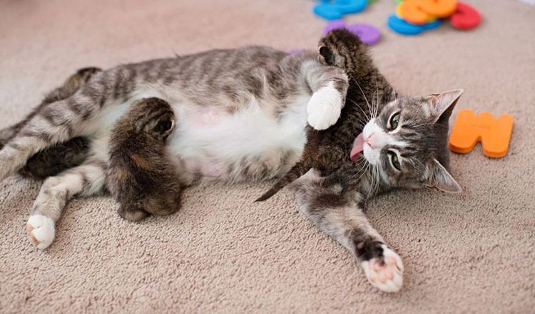 Un chat nourrit des chatons