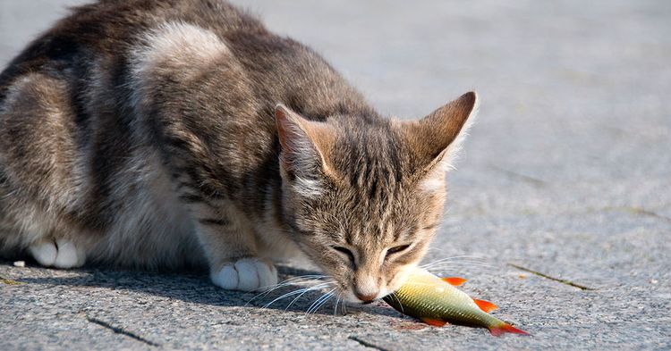 Le chat mange du poisson