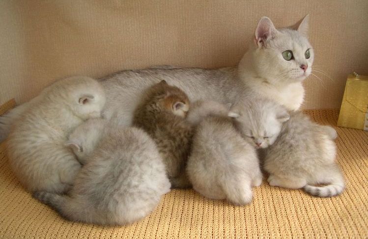 Une chatte et ses chatons