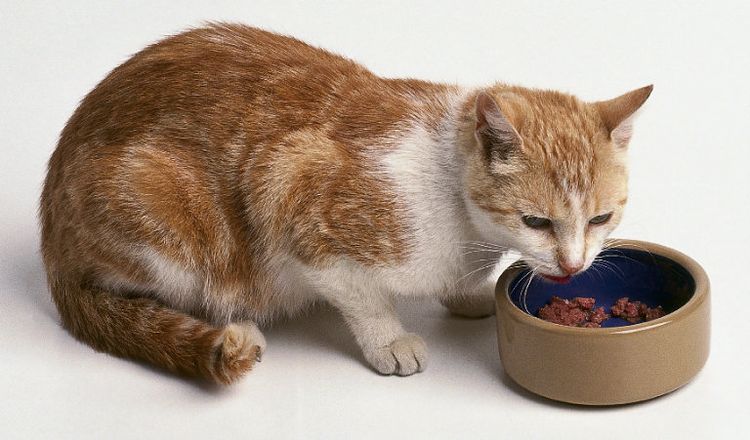 Le chat mange des aliments en conserve