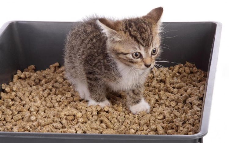 Mastic à bois pour chats