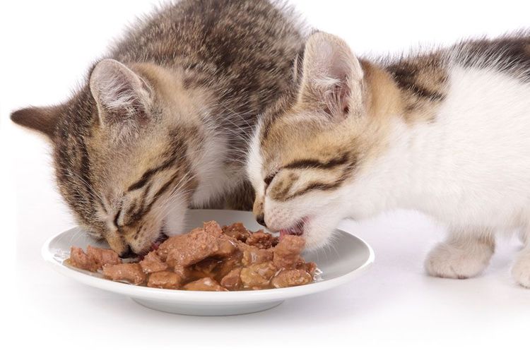 Les chatons mangent des aliments en conserve