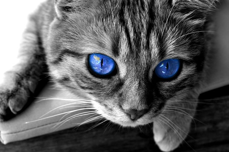 Un chat aux yeux bleus
