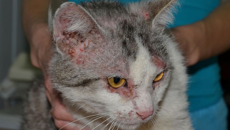 La gale notoédrique chez les chats