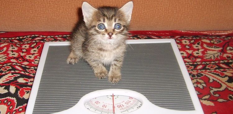 Chaton sur la balance