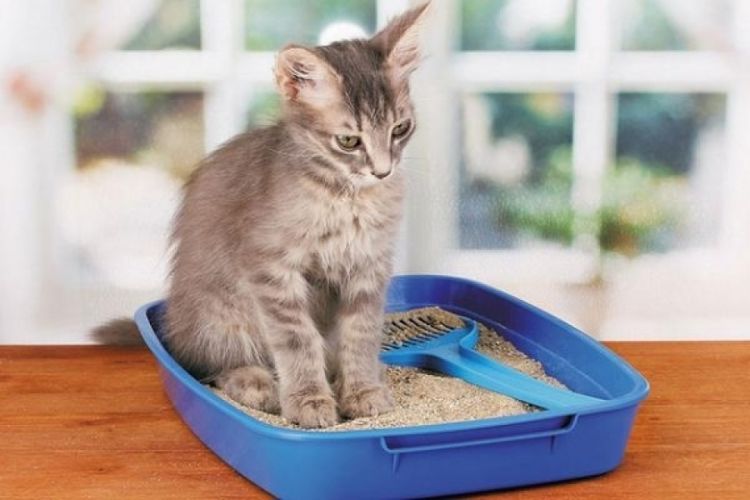 Chat dans la litière