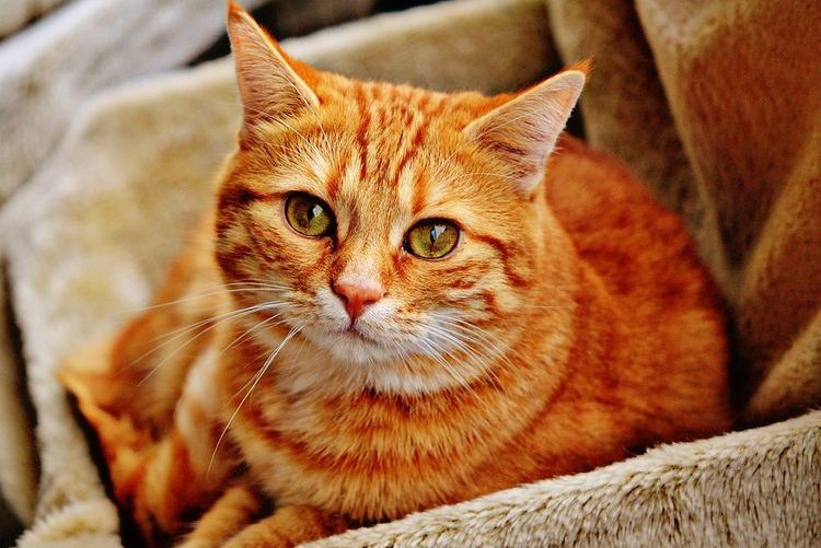 Chat roux dans une boîte