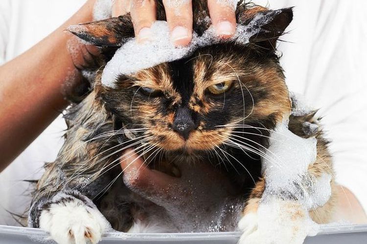 Le chat est lavé avec du shampoing.