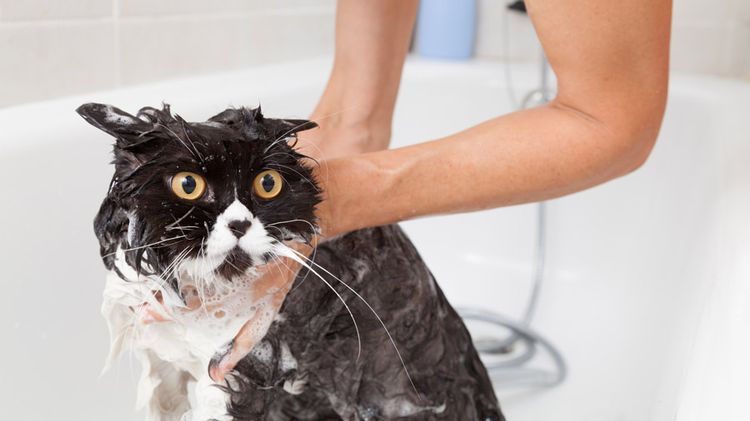 Un chat effrayé prend un bain