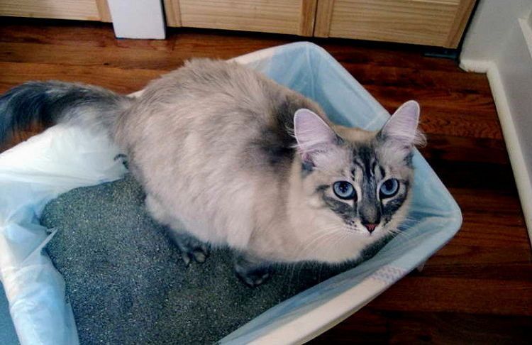 Chat dans la litière