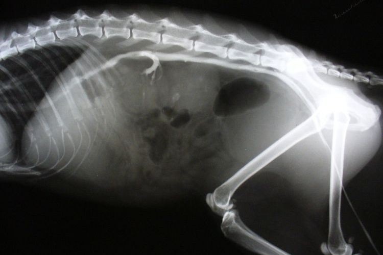 Radiographie d'un chat