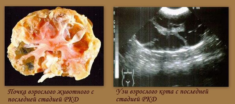 Maladie polykystique chez un chat en phase terminale