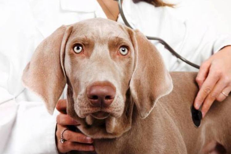 Chien chez le vétérinaire