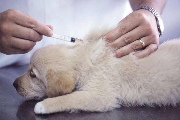 Injection pour chiot
