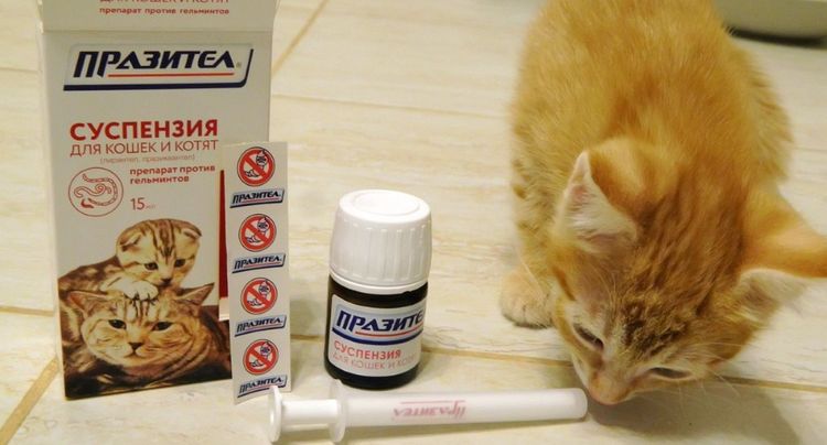 Praziquantel pour chats