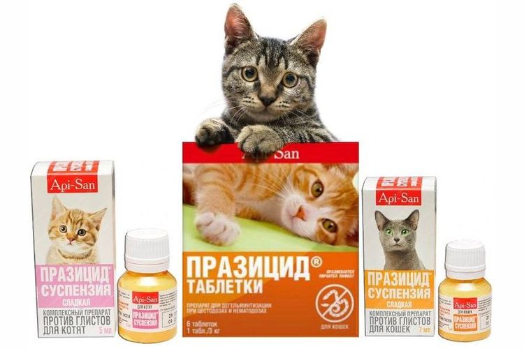 Praziquantel pour chats
