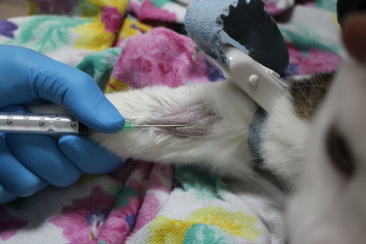 Prélèvement de sang sur un chat