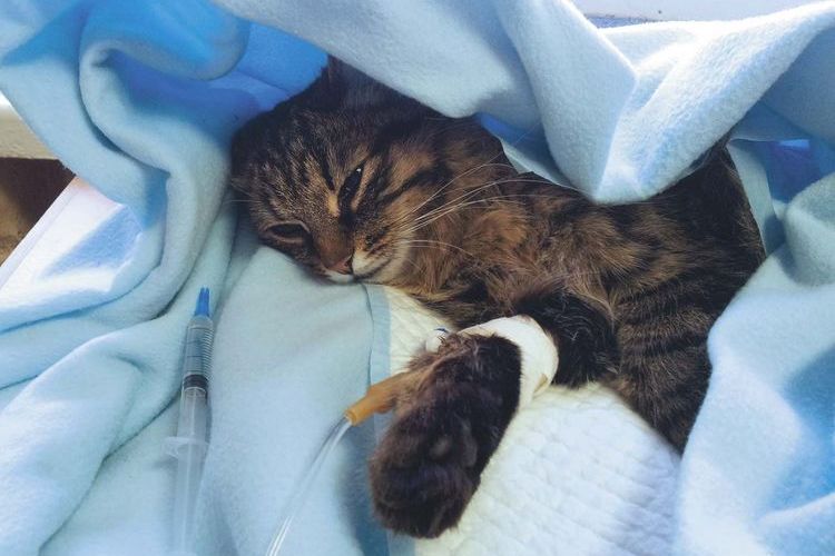 Un chat subissant une radiothérapie