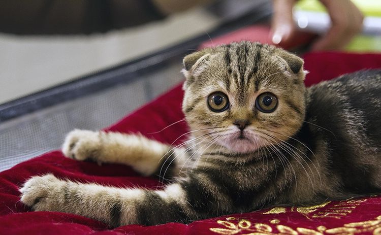 Chat aux oreilles repliées