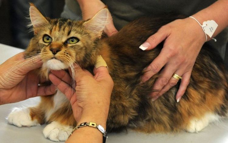 Un chat à une exposition