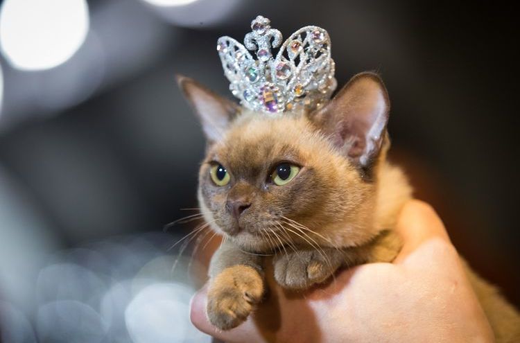 Un chat avec une couronne sur la tête