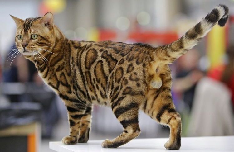 Chat du Bengale lors d'une exposition