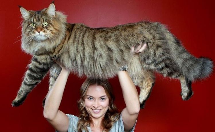 Fille avec un Maine Coon