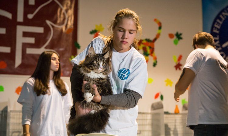 Maine Coon à une exposition féline