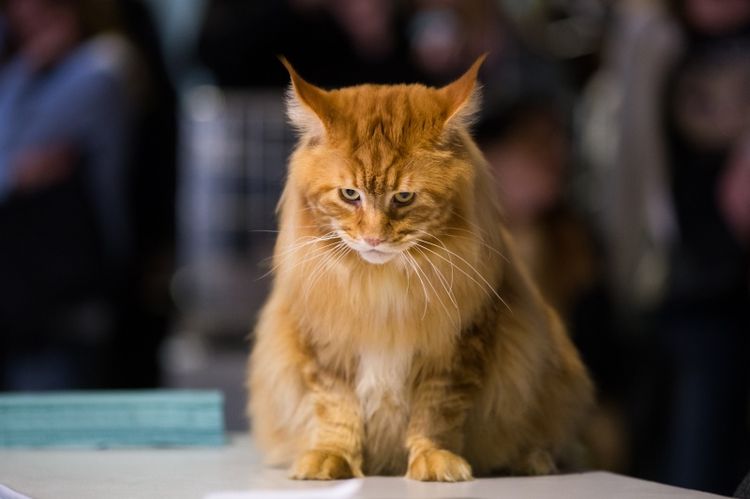 Le chat roux est assis