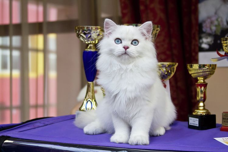 Chat blanc à l'exposition
