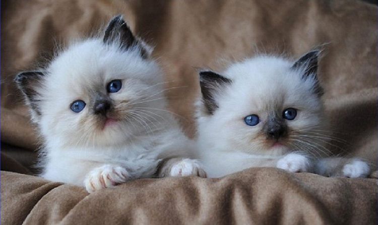 chatons Ragdoll