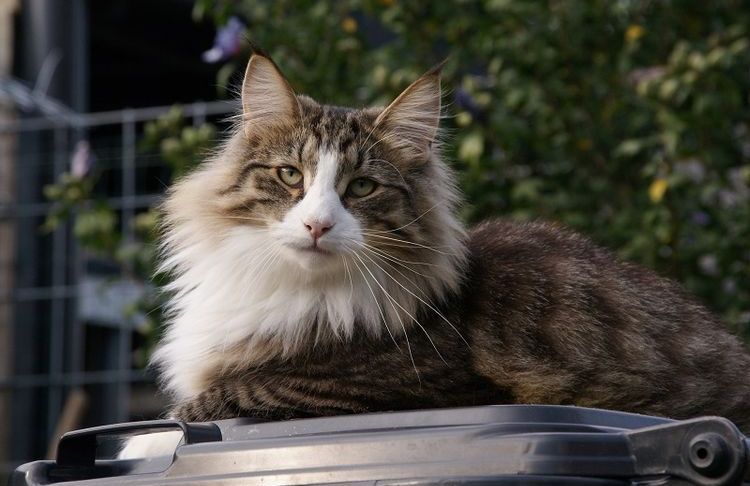 Chat des forêts norvégiennes
