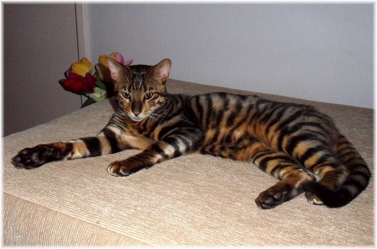 Toyger